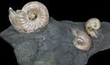 Iridescent Ammonite Fossils Mounted In Shale - x #38108-2